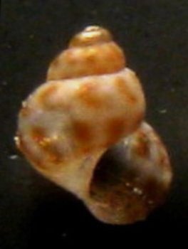 Senza nome- Tarifa a riva